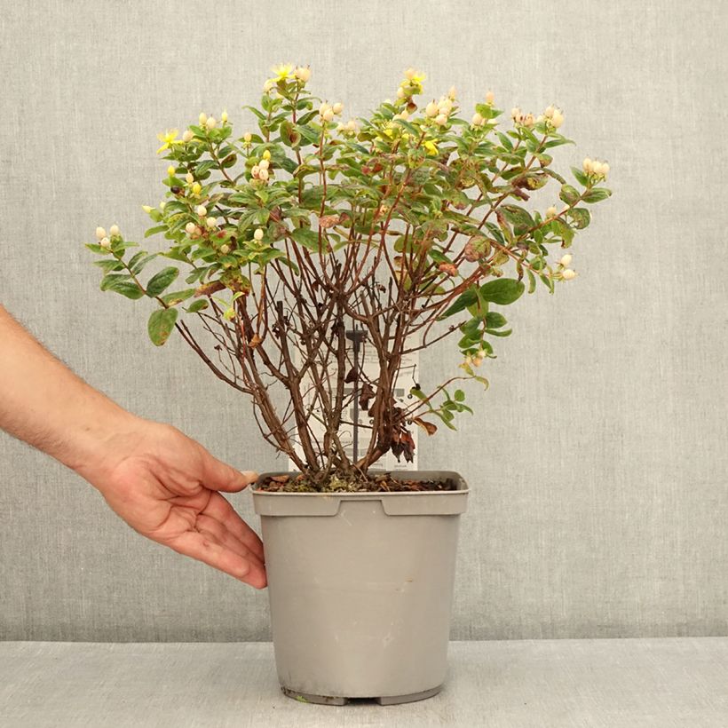 Esimerkki kesällä toimitetusta Marjakuisma Magical Beauty Kolmbeau Pot de 3L/4L-taimesta