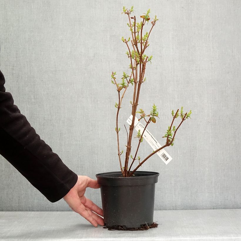 Esimerkki talvella toimitetusta Hypericum inodorum Magical Beauty - Millepertuis Pot de 3L/4L-taimesta