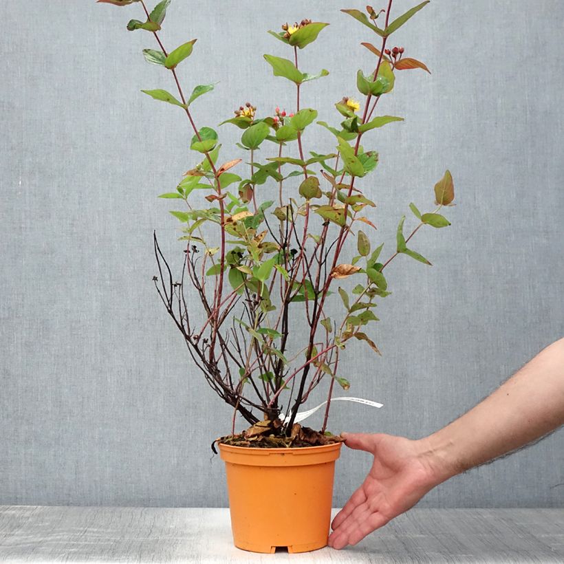Esimerkki kesällä toimitetusta Marjakuisma Magical Red Flame Pot de 2L/3L-taimesta