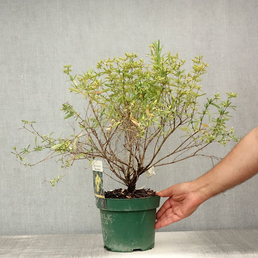 Esimerkki kesällä toimitetusta Kalminkuisma Blue Velvet Pot de 2L/3L-taimesta