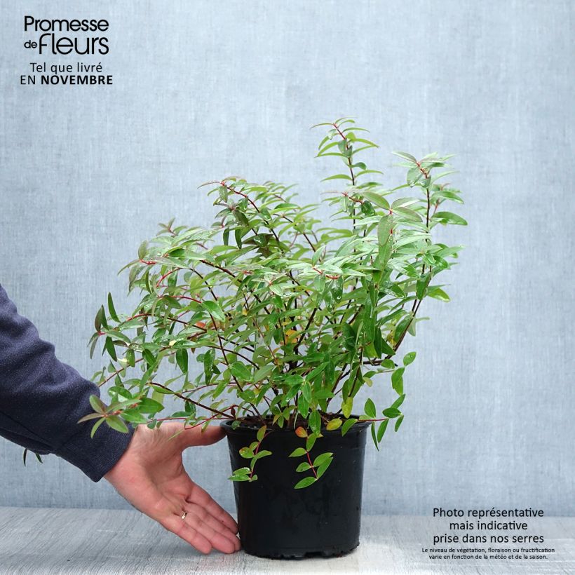 Esimerkki syksyllä toimitetusta Pensaskuisma Hidcote 2 litran/3 litran ruukku-taimesta