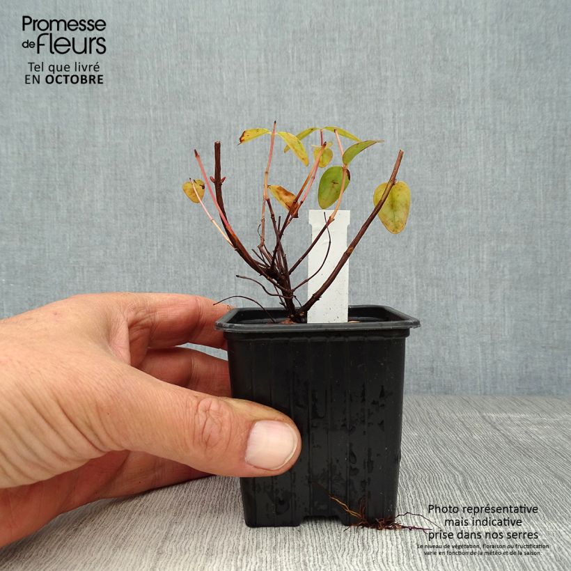 Esimerkki syksyllä toimitetusta Pensaskuisma Hidcote 8/9 cm taimiruukku-taimesta