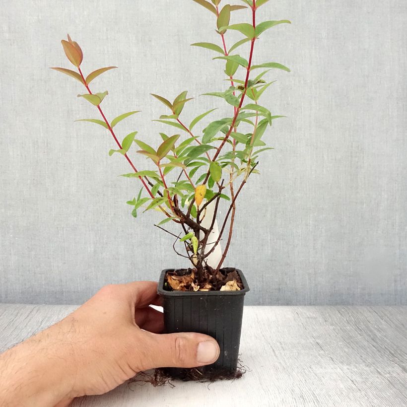 Esimerkki kesällä toimitetusta Pensaskuisma Hidcote Taimiruukku 8/9 cm-taimesta