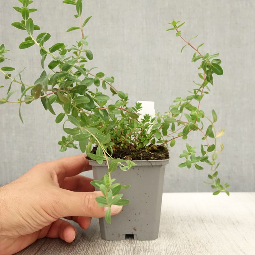 Esimerkki syksyllä toimitetusta Olympiakuisma - Hypericum olympicum 8/9 cm taimiruukku-taimesta