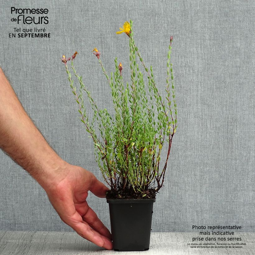 Esimerkki kesällä toimitetusta Olympiakuisma - Hypericum olympicum 8/9 cm taimiruukku-taimesta
