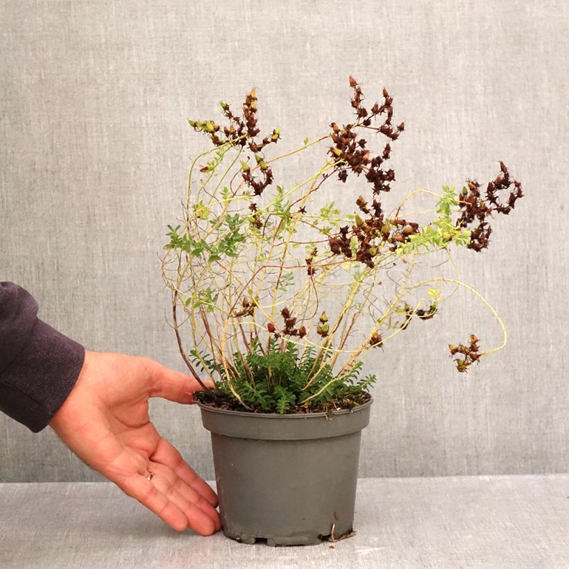 Esimerkki syksyllä toimitetusta Mäkikuisma - Hypericum perforatum 1,5 litran / 2 litran kannu-taimesta