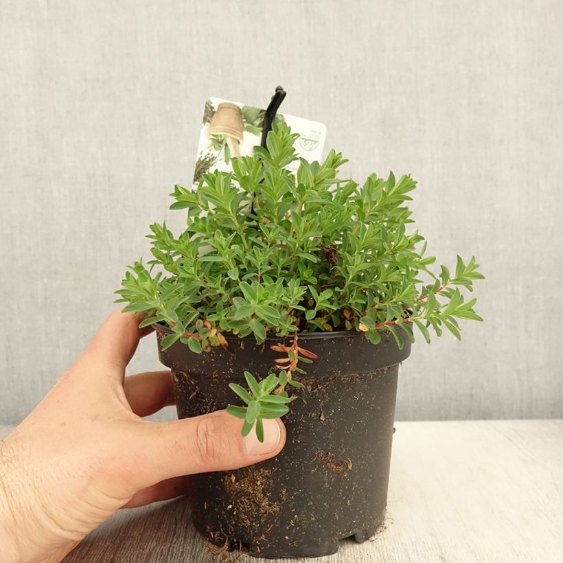 Esimerkki keväällä toimitetusta Mäkikuisma - Hypericum perforatum Ruukku 1,5L / 2L-taimesta