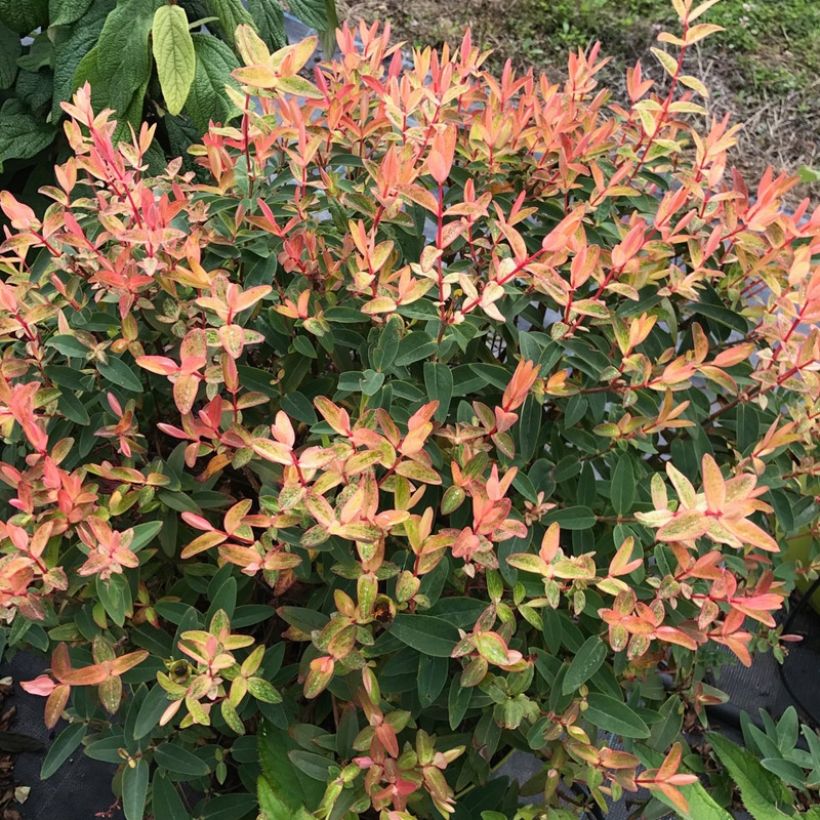 Pensaskuisma Radiance (Kasvutapa)