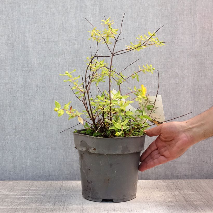 Esimerkki kesällä toimitetusta Pensaskuisma Little Misstery Pot de 4L/5L-taimesta