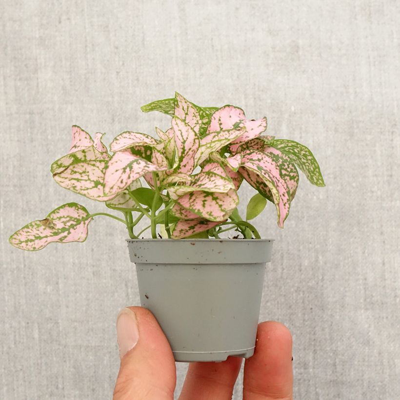 Esimerkki keväällä toimitetusta Hypoestes phyllostachya Roosa Minikasvi-taimesta