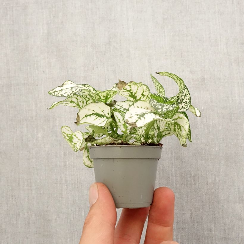 Esimerkki keväällä toimitetusta Hypoestes phyllostachya Valkoinen Minikasvi-taimesta