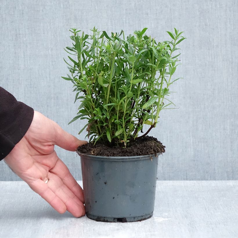 Esimerkki syksyllä toimitetusta Iisoppi luomu taimena - Hyssopus officinalis 1 litran / 1,5 litran ruukku-taimesta
