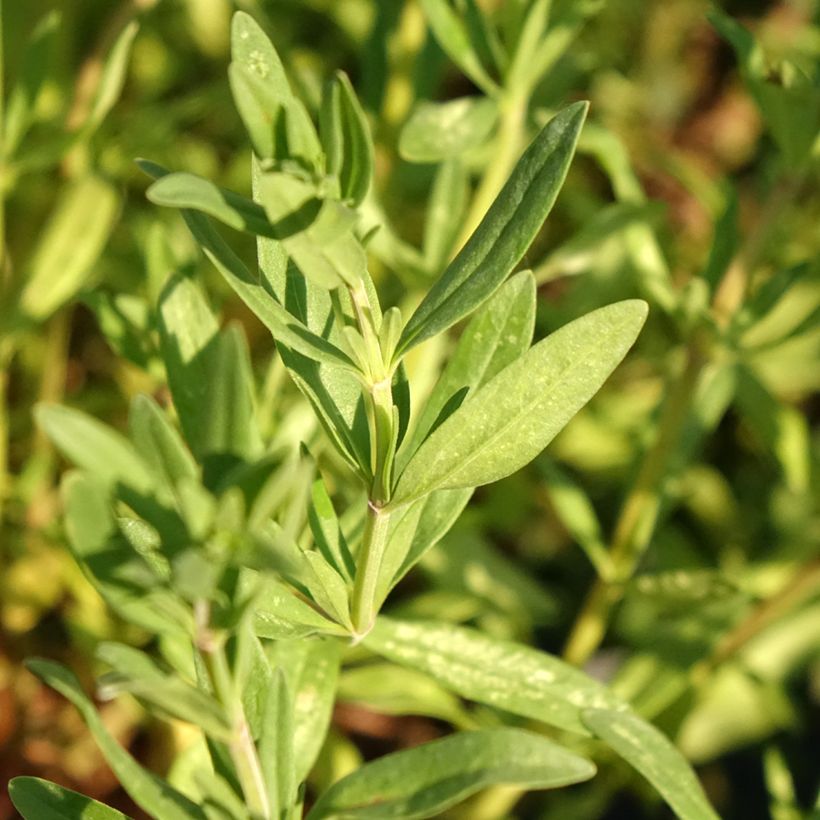 Iisoppi - Hyssopus officinalis (Lehvistö)