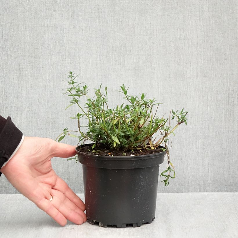 Esimerkki syksyllä toimitetusta Iisoppi - Hyssopus officinalis 2 litran/3 litran ruukku-taimesta