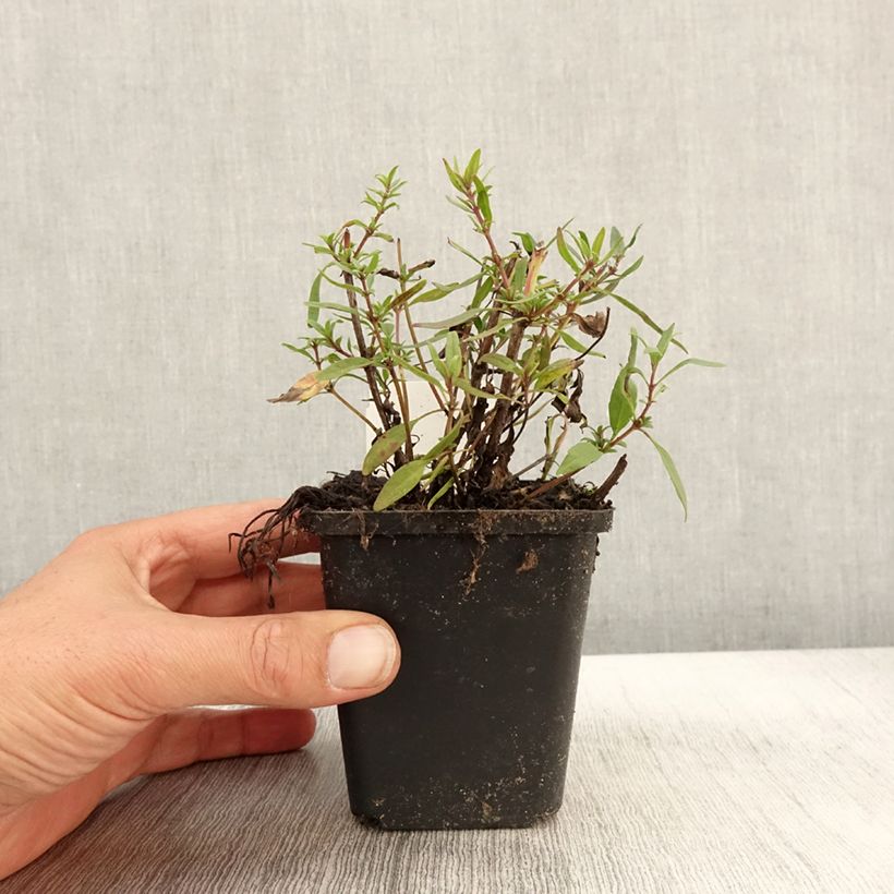 Esimerkki syksyllä toimitetusta Iisoppi f. roseus 8/9 cm taimiruukku-taimesta