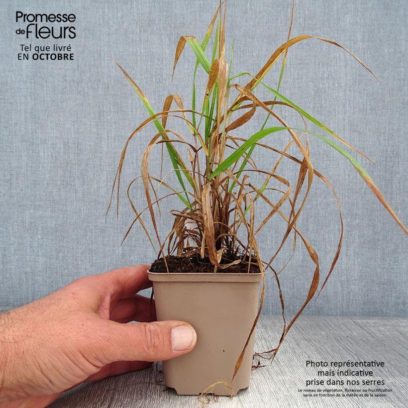 Esimerkki syksyllä toimitetusta Hystrix patula 8/9 cm taimiruukku-taimesta