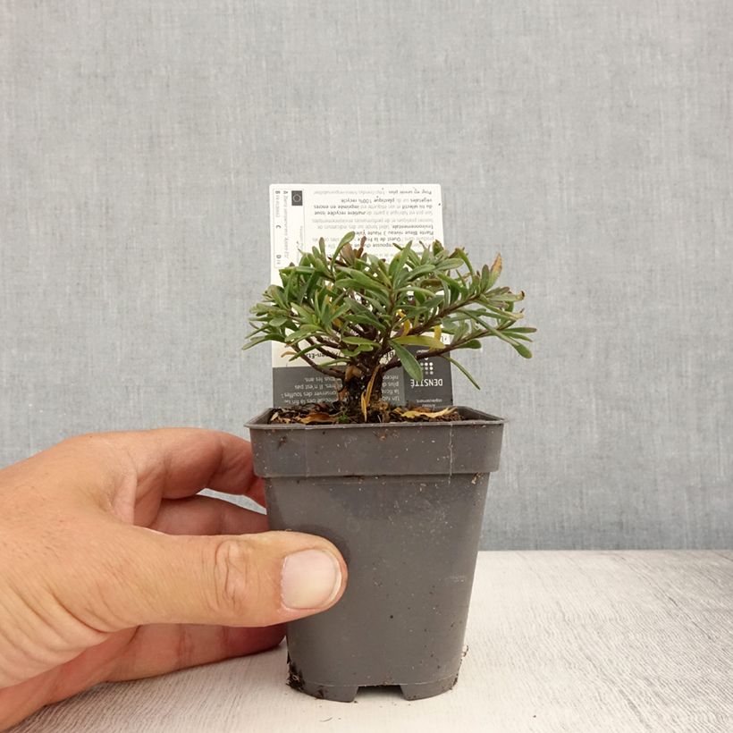 Esimerkki kesällä toimitetusta Talvisaippo Appen-Etz 8/9 cm taimiruukku-taimesta