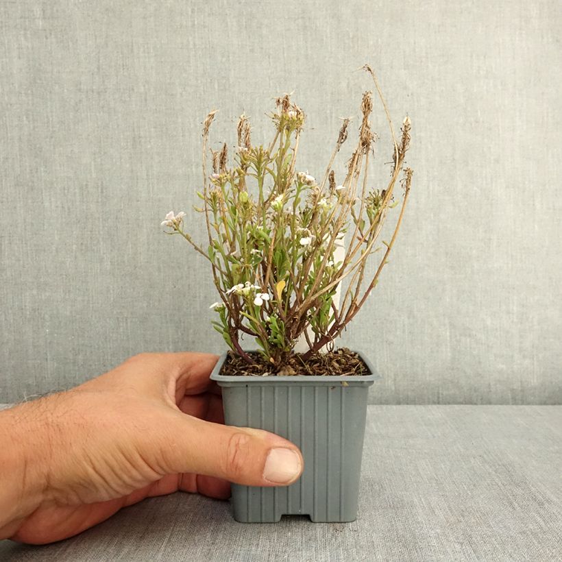 Esimerkki kesällä toimitetusta Talvisaippo First Flush Grace 8/9 cm taimiruukku-taimesta
