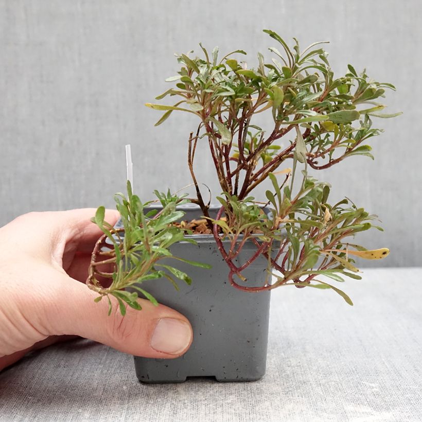 Esimerkki talvella toimitetusta Talvisaippo First Flush Grace 8/9 cm taimiruukku-taimesta