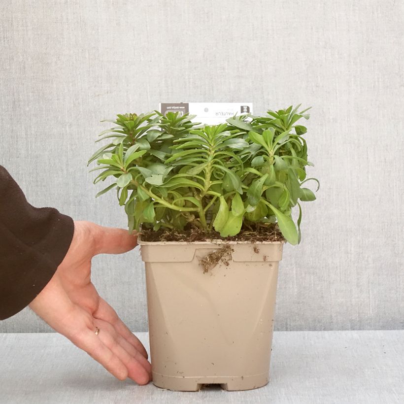 Esimerkki talvella toimitetusta Iberis sempervirens Masterpiece - Corbeille d'argent  Pot de 2L/3L-taimesta