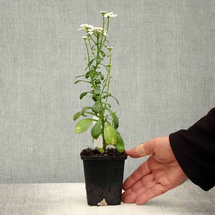 Esimerkki kesällä toimitetusta Talvisaippo Masterpiece Godet de 8/9 cm-taimesta