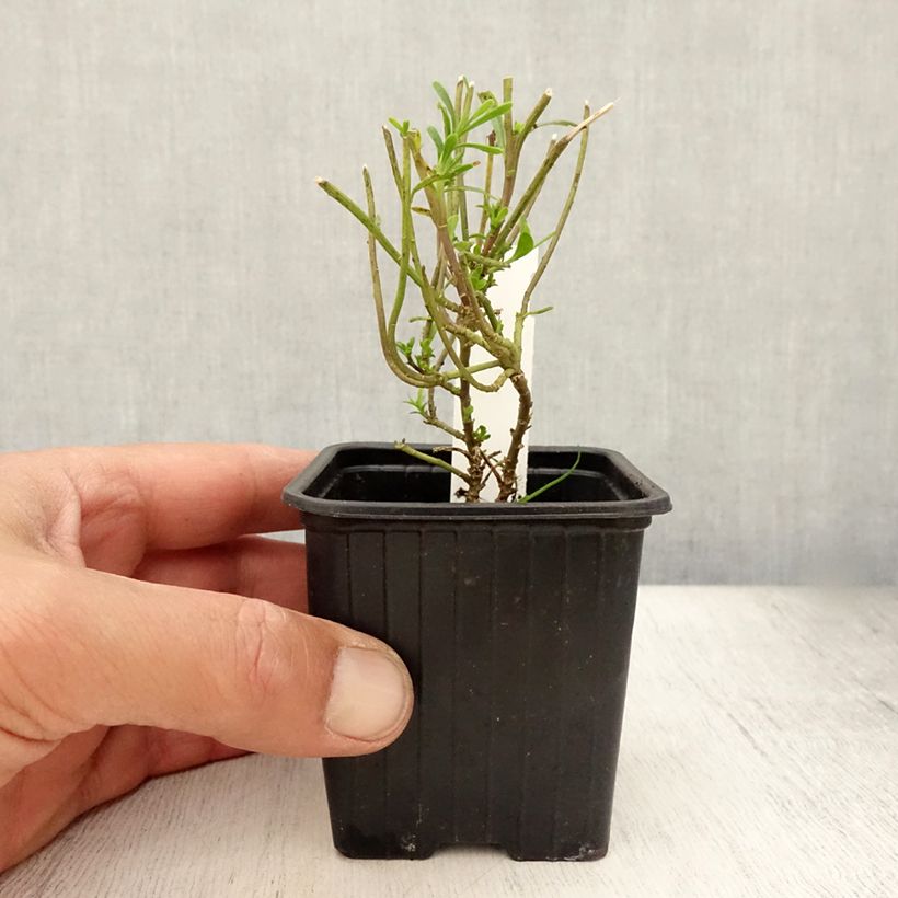 Esimerkki kesällä toimitetusta Talvisaippo Weisser Zwerg Taimiruukku 8/9 cm-taimesta