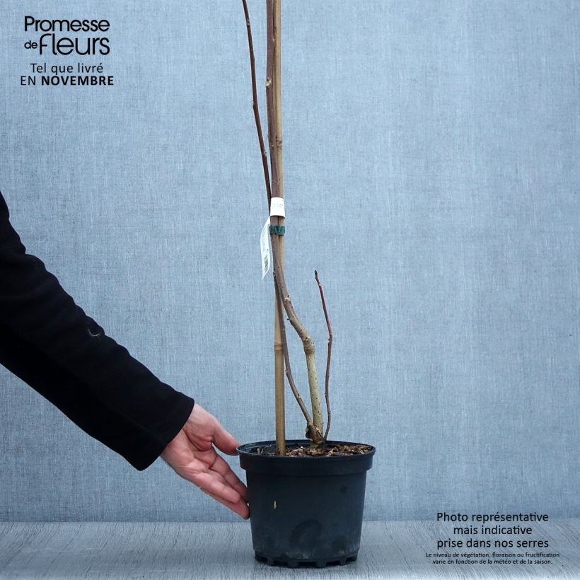 Esimerkki syksyllä toimitetusta Iigiripuu - Idesia polycarpa 2 litran/3 litran ruukku-taimesta