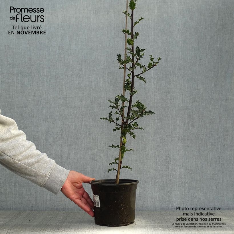 Esimerkki syksyllä toimitetusta Euroopanorjanlaakeri - Ilex aquifolium 2 litran/3 litran ruukku-taimesta