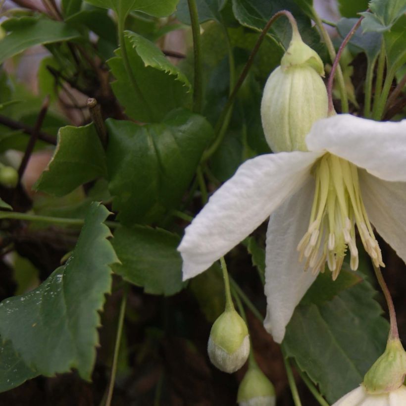 Pallekärhö Jingle Bells (Lehvistö)