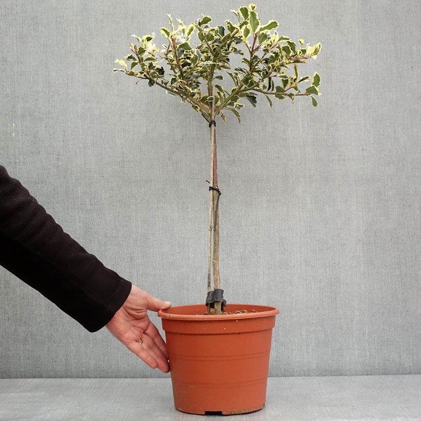 Esimerkki talvella toimitetusta Ilex aquifolium Silver Queen - Houx panaché Pot de 4L/5L, Tige, Tige 40 cm-taimesta