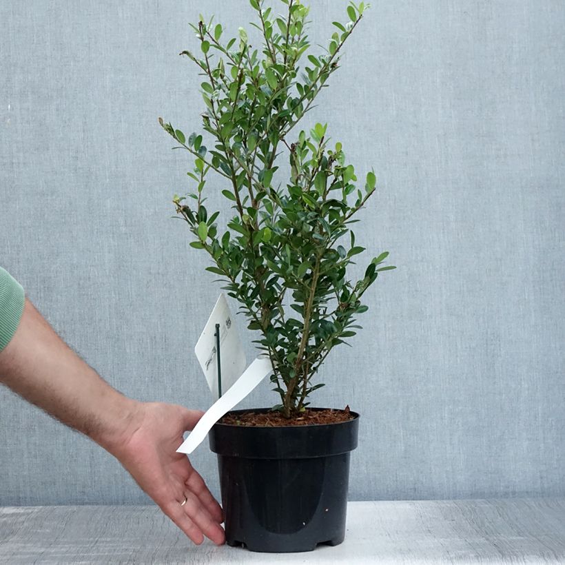 Esimerkki kesällä toimitetusta Japaninorjanlaakeri Caroline Upright Pot de 2L/3L-taimesta