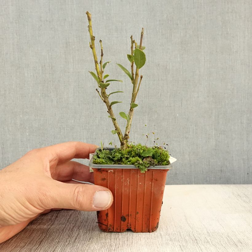 Esimerkki syksyllä toimitetusta Orjanlaakeri Kanehirae 8/9 cm taimiruukku-taimesta