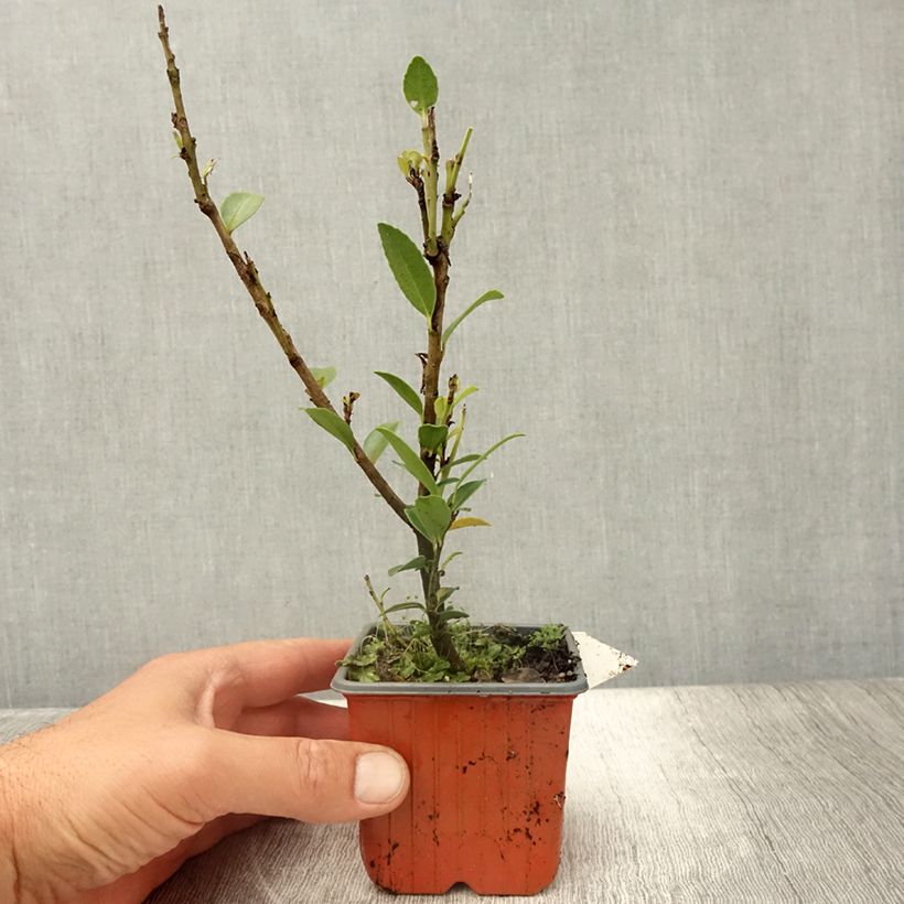 Esimerkki kesällä toimitetusta Orjanlaakeri Kanehirae Taimiruukku 8/9 cm-taimesta