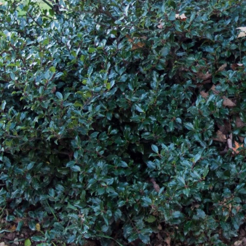 Pihaorjanlaakeri Blue Prince (Lehvistö)