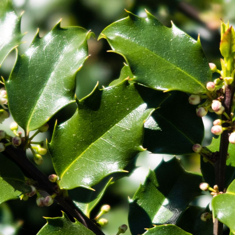 Pihaorjanlaakeri Heckenstar (Lehvistö)