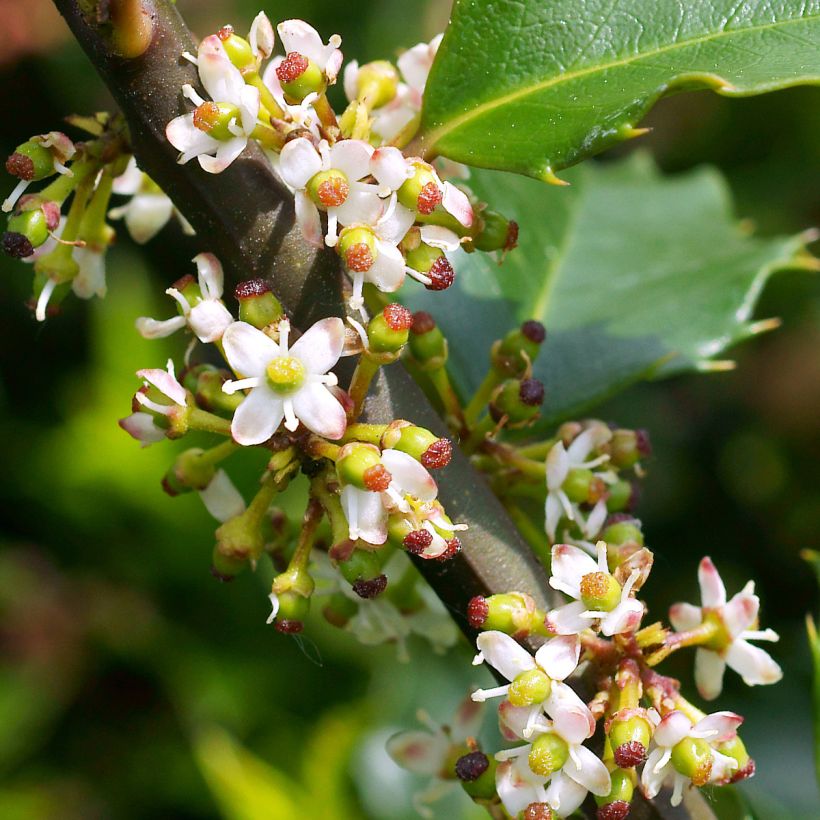 Pihaorjanlaakeri Heckenstar (Kukinta)