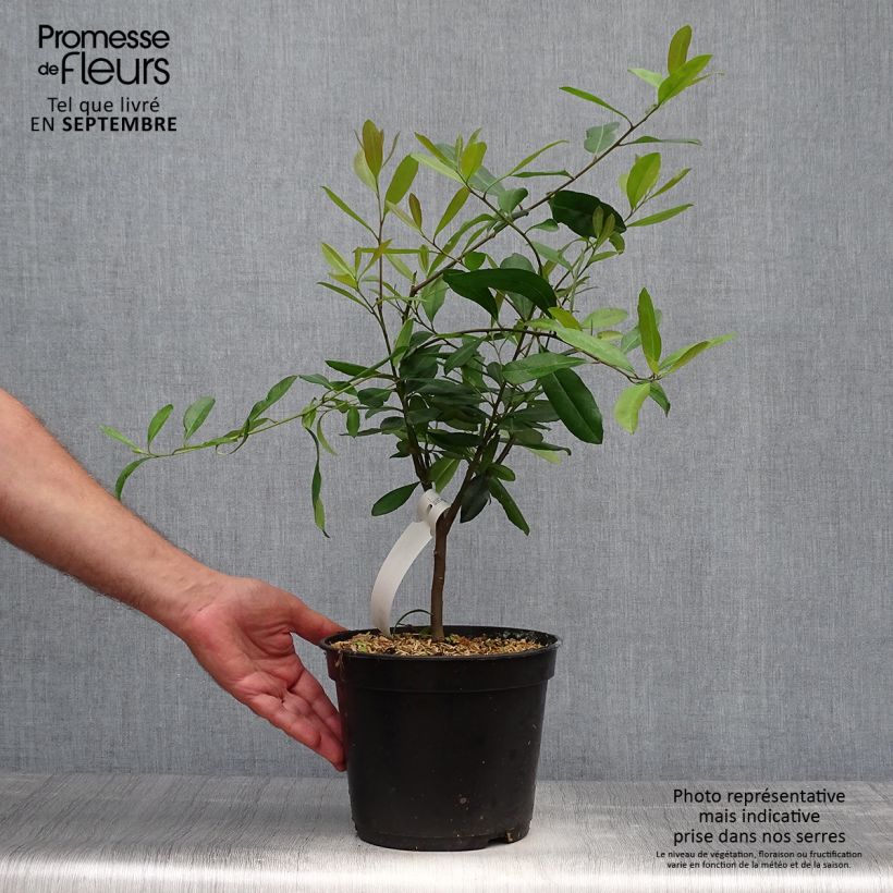 Esimerkki syksyllä toimitetusta Matee - Ilex paraguariensis 3 litran/4 litran ruukku-taimesta