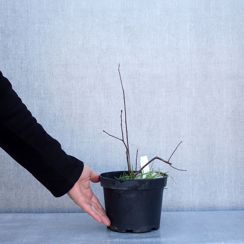 Esimerkki talvella toimitetusta Ilex verticillata - Houx verticillé Pot de 3L/4L-taimesta