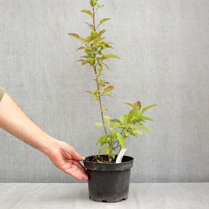 Esimerkki syksyllä toimitetusta Kesälaakeri - Ilex verticillata 3 litran/4 litran ruukku-taimesta