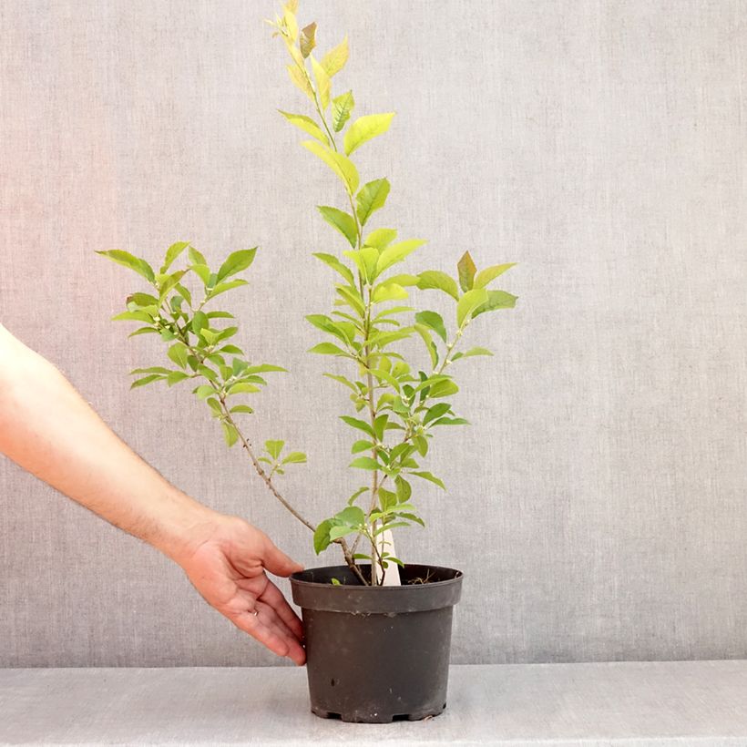 Esimerkki kesällä toimitetusta Kesälaakeri - Ilex verticillata Ruukku 3L / 4L-taimesta