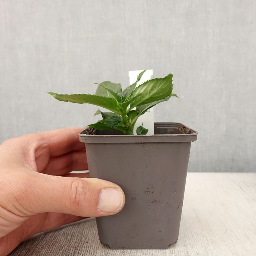 Esimerkki keväällä toimitetusta Ahkeraliisa Sunpatiens Compact Blanc Godet de 8/9 cm-taimesta