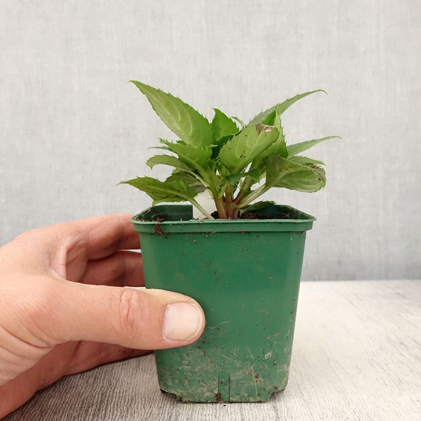 Esimerkki keväällä toimitetusta Ahkeraliisa Sunpatiens Compact Electric Orange Godet de 8/9 cm-taimesta