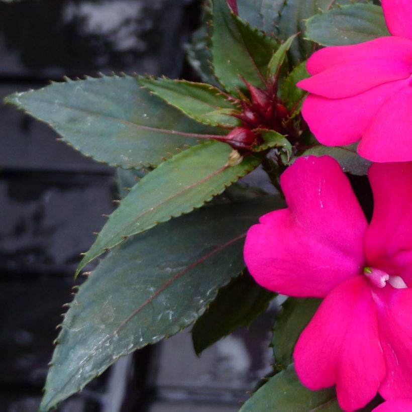 Ahkeraliisa SunPatiens Compact Purple (Lehvistö)