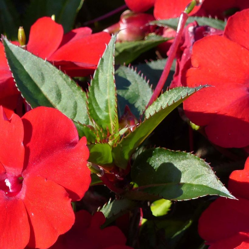 Ahkeraliisa Sunpatiens Compact Red (Lehvistö)