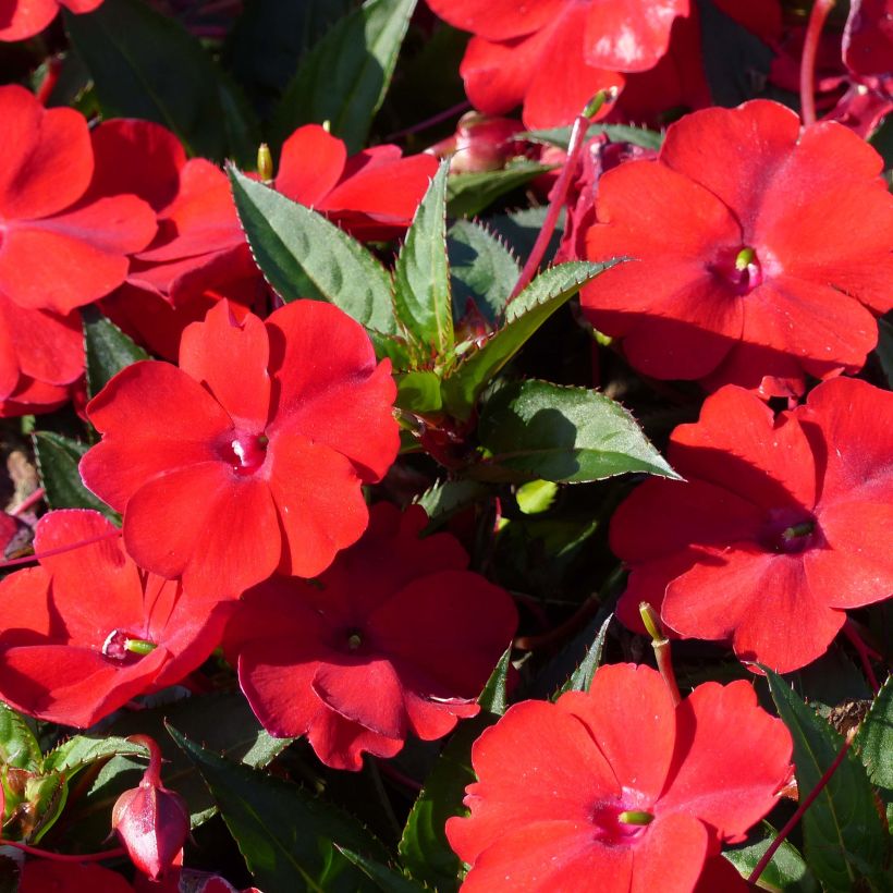 Ahkeraliisa Sunpatiens Compact Red (Kukinta)