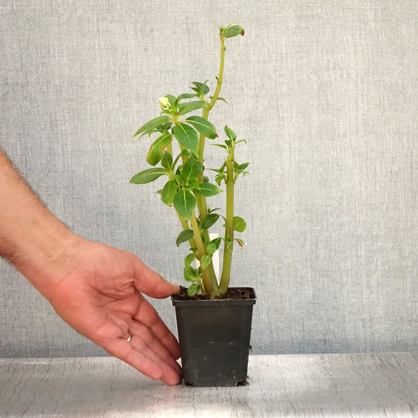 Esimerkki kesällä toimitetusta Sateenkaaripalsami SunPatiens Vigorous Clear White Godet de 8/9 cm-taimesta