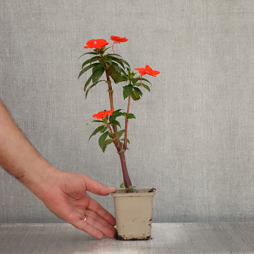 Esimerkki kesällä toimitetusta Sateenkaaripalsami SunPatiens Vigorous Orange Godet de 8/9 cm-taimesta