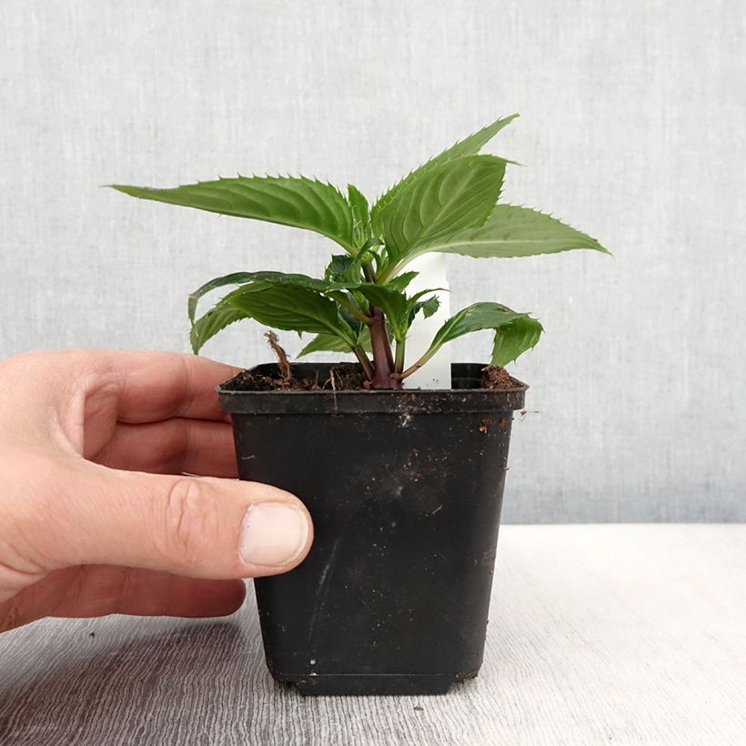 Esimerkki keväällä toimitetusta Sateenkaaripalsami SunPatiens Vigorous Rose Pink Godet de 8/9 cm-taimesta