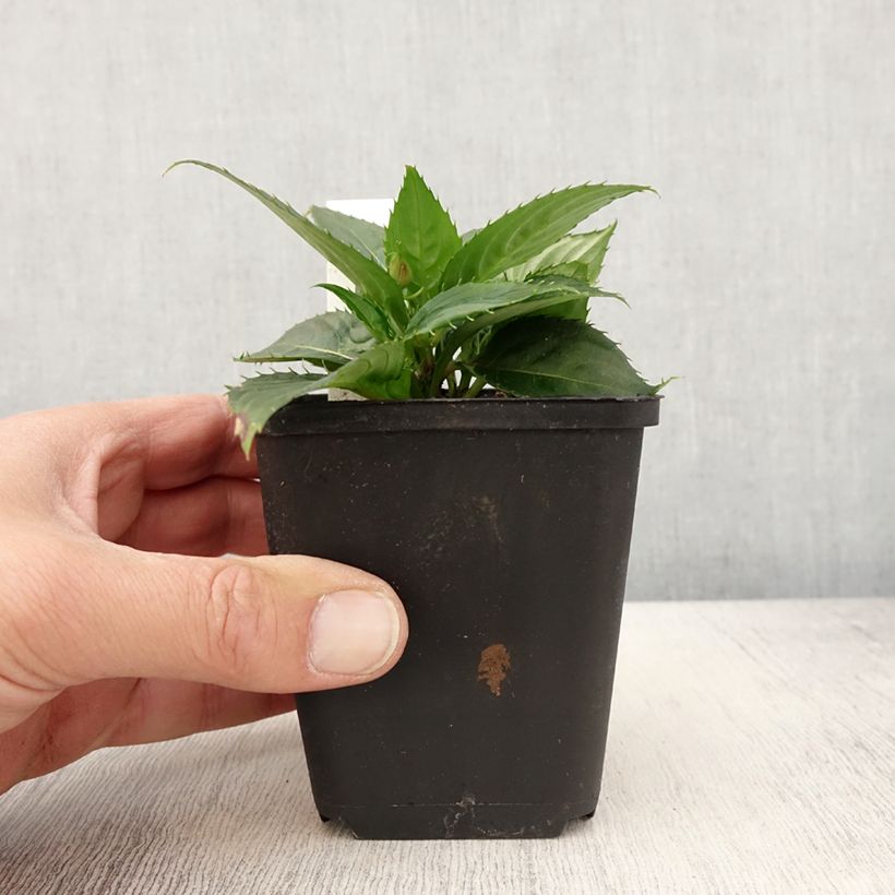Esimerkki keväällä toimitetusta Sateenkaaripalsami SunPatiens Vigorous Scarlet Godet de 8/9 cm-taimesta