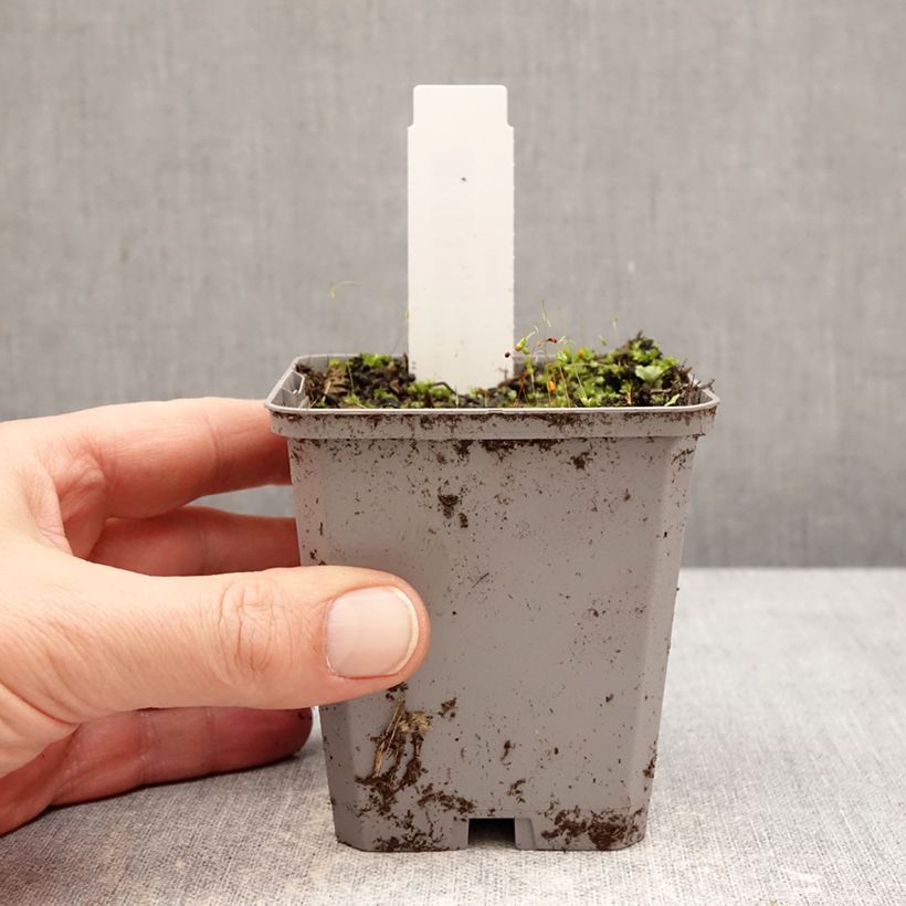 Esimerkki talvella toimitetusta Isoinkarvillea Snowtop 8/9 cm taimiruukku Koko I-taimesta